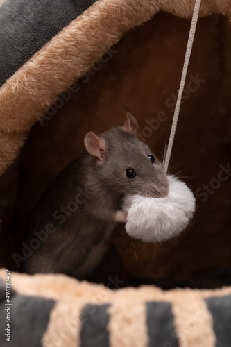 Farbratte spielt mit flauschigem Bommel