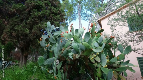 Kaktus Mallorca