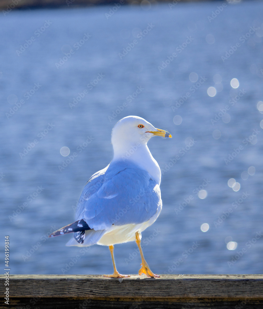Obraz premium seagull on the pier