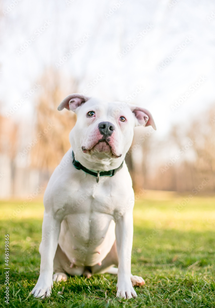 A white Pit Bull Terrier x Bulldog mixed breed dog sitting outdoors