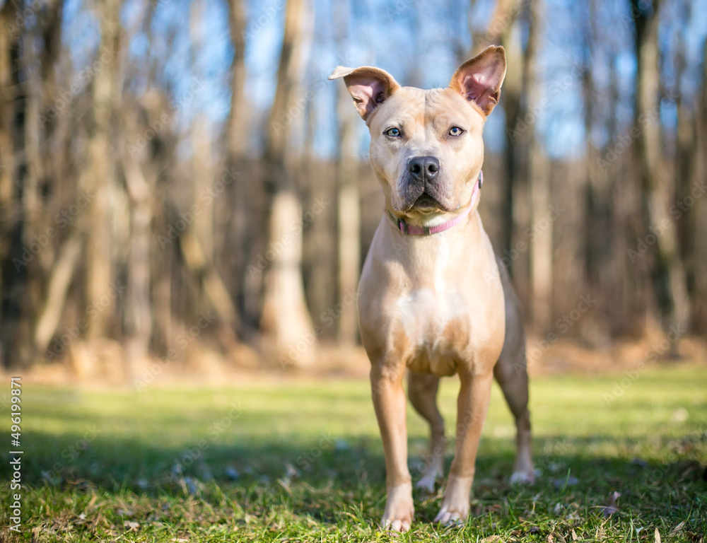 A fawn colored Pit Bull Terrier mixed breed dog with large ears