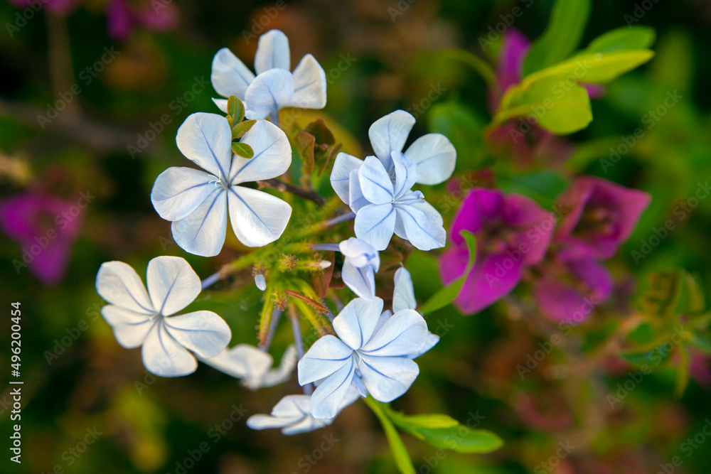 close-up of white flower (Plumbago auriculata alba, white Cape leadwort).Selective focus. close-up of white flower (Plumbago auriculata alba, white Cape leadwort).Selective focus.