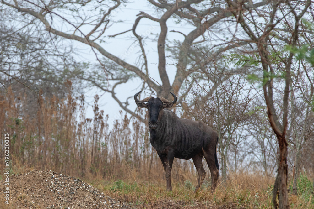 Wildebeest in early morning standing in Barberton South Africa RSA Wildebeest in early morning standing in Barberton South Africa RSA