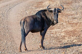 Blue Wildebeest on dirt gravel road in southern Africa