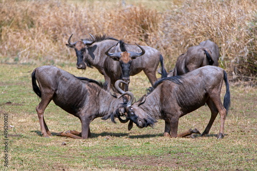 Murais de parede Blue Wildebeest fighting in front of herd in southern Africa