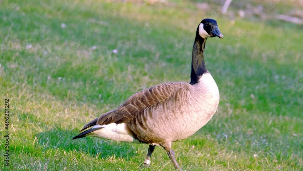 beautiful long-necked birds, Branta canadensis, Canada geese, beautiful waterfowl with webbed feet walks along shore of a city park, migration of feathered, protection wildlife, do not feed animals beautiful long-necked birds, Branta canadensis, Canada geese, beautiful waterfowl with webbed feet walks along shore of a city park, migration of feathered, protection wildlife, do not feed animals