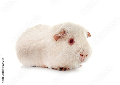 guinea pig in studio