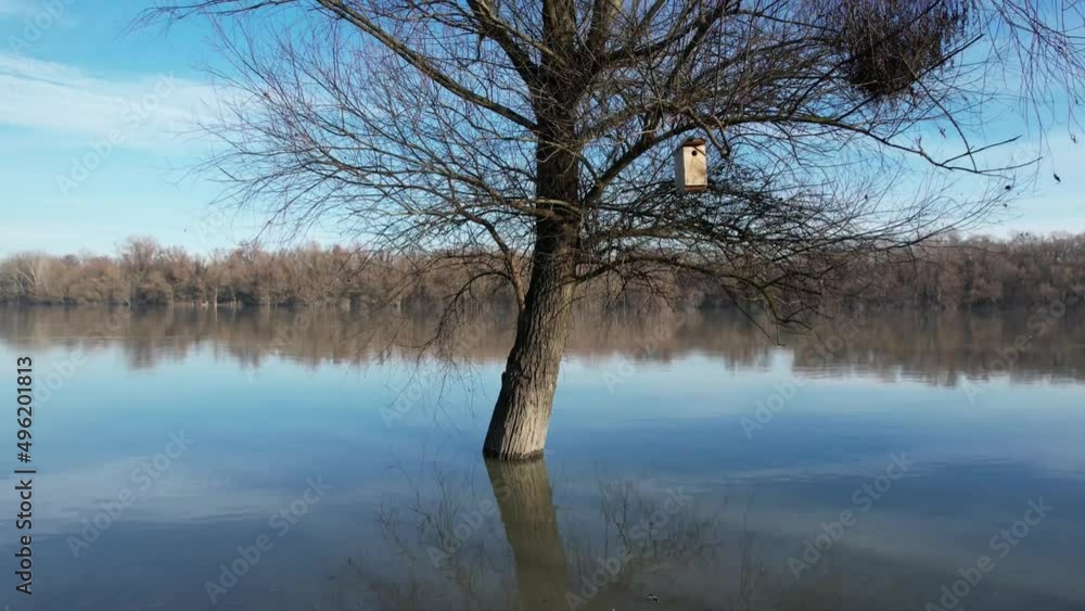 Nach oben fliegen an dem Flussuferbaum, drone video