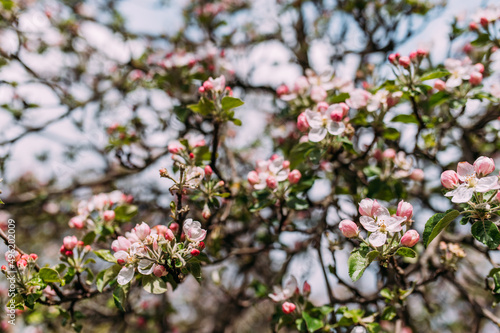 Kirschblüten und Apfelblüten im Frühling horizontal © schwede-photodesign