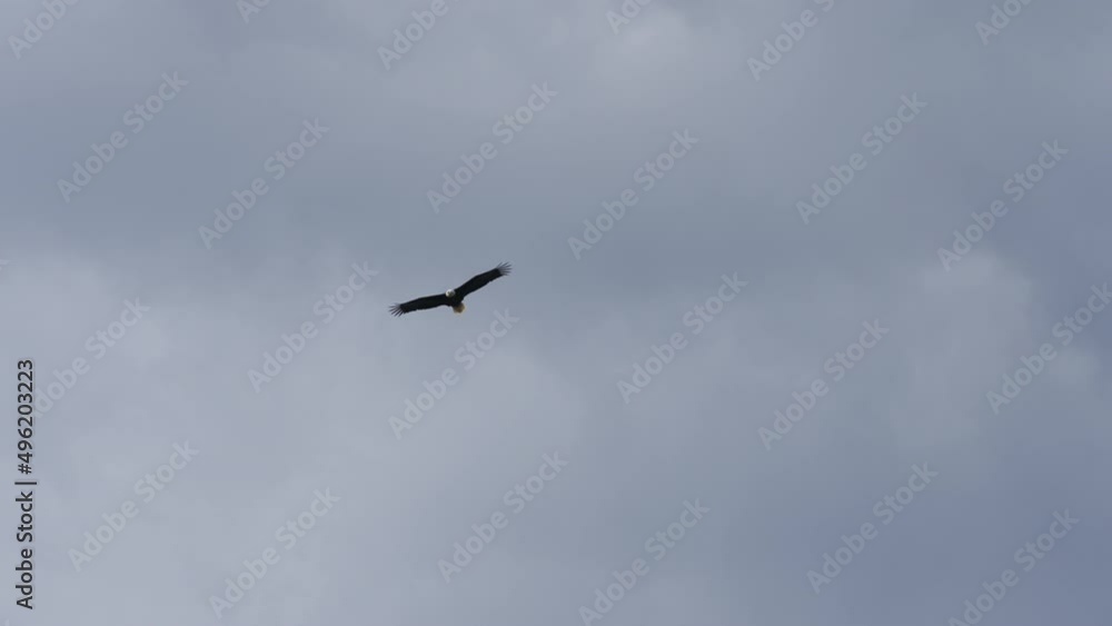 Slow motion flying bald eagle Slow motion flying bald eagle