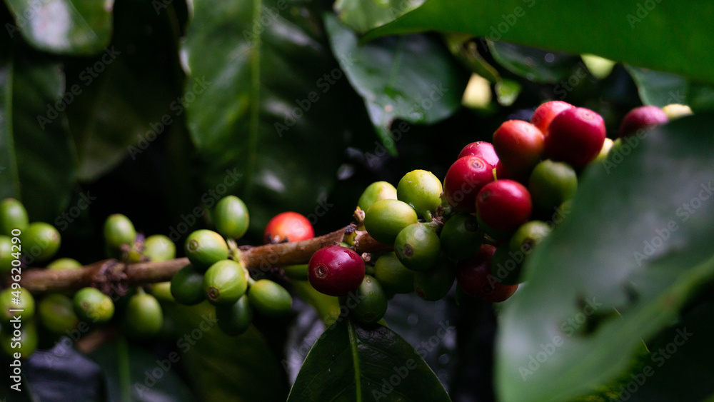 Arbol de Café Arbol de Café