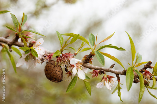 close up of almond tree in bloom with fruit from the previous year with copyspace