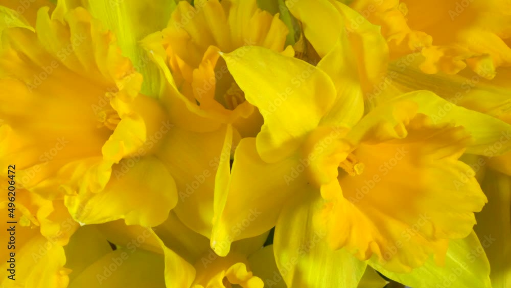 Closeup slow dolly shot of a bunch of bright yellow spring daffodils in full bloom. Closeup slow dolly shot of a bunch of bright yellow spring daffodils in full bloom.