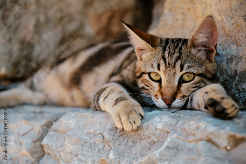 Tabby cat of the ancient city of Ephesus in Turkey
