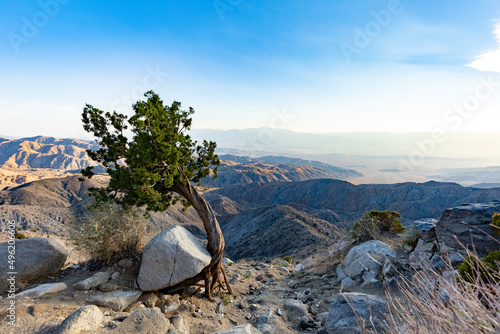 bent tree on mountain with panorama view in background