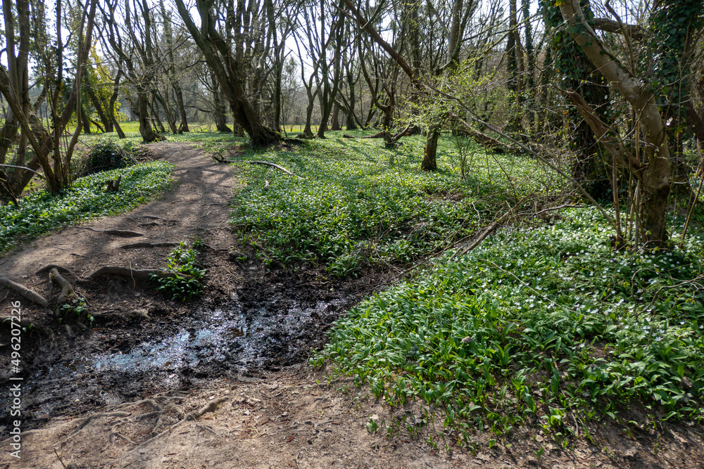 Obraz premium Bärlauch Landschaft