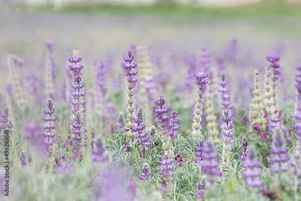 Fototapeta premium Purple Lupines Blossoming in Spring