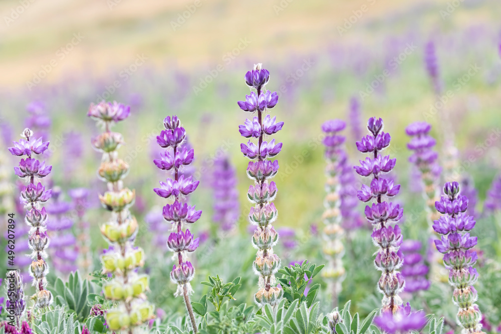 Obraz premium Purple Lupines Blossoming in Spring