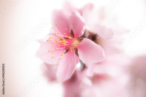 A peach blossom in spring  showing its fragility and beauty