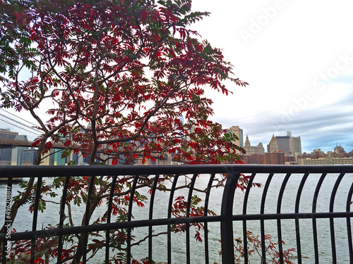 Red leaves over the river