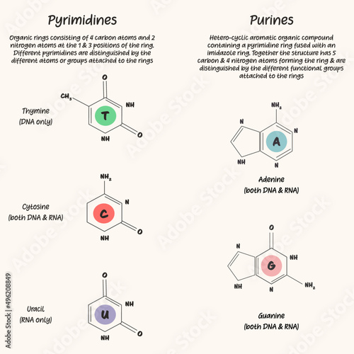 Nucleotides: The difference between pyrimidines and purines