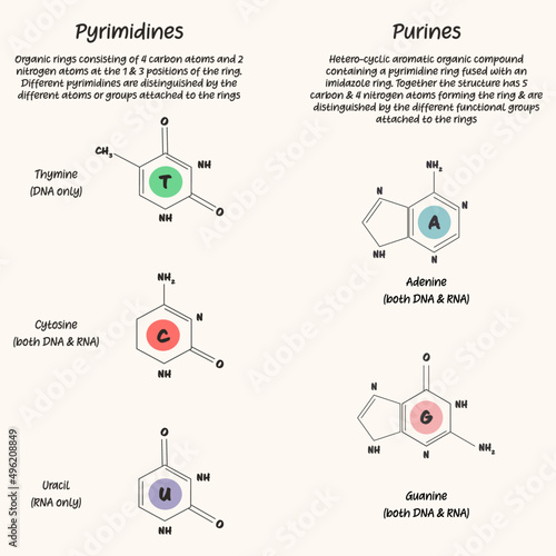 Nucleotides: The difference between pyrimidines and purines photo