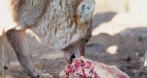 6 a wolf that eats a piece of meat and tears it with its teeth