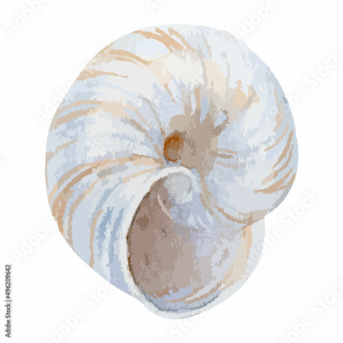 Vector watercolor illustration of colorful seashell