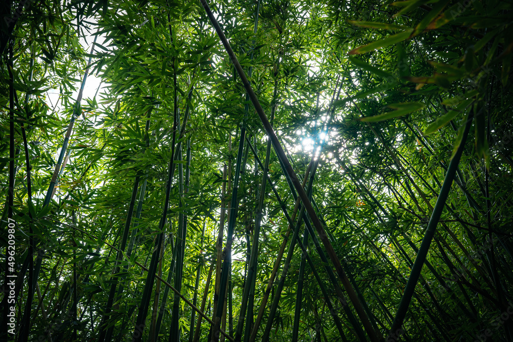 Fototapeta premium bamboo forest in the morning