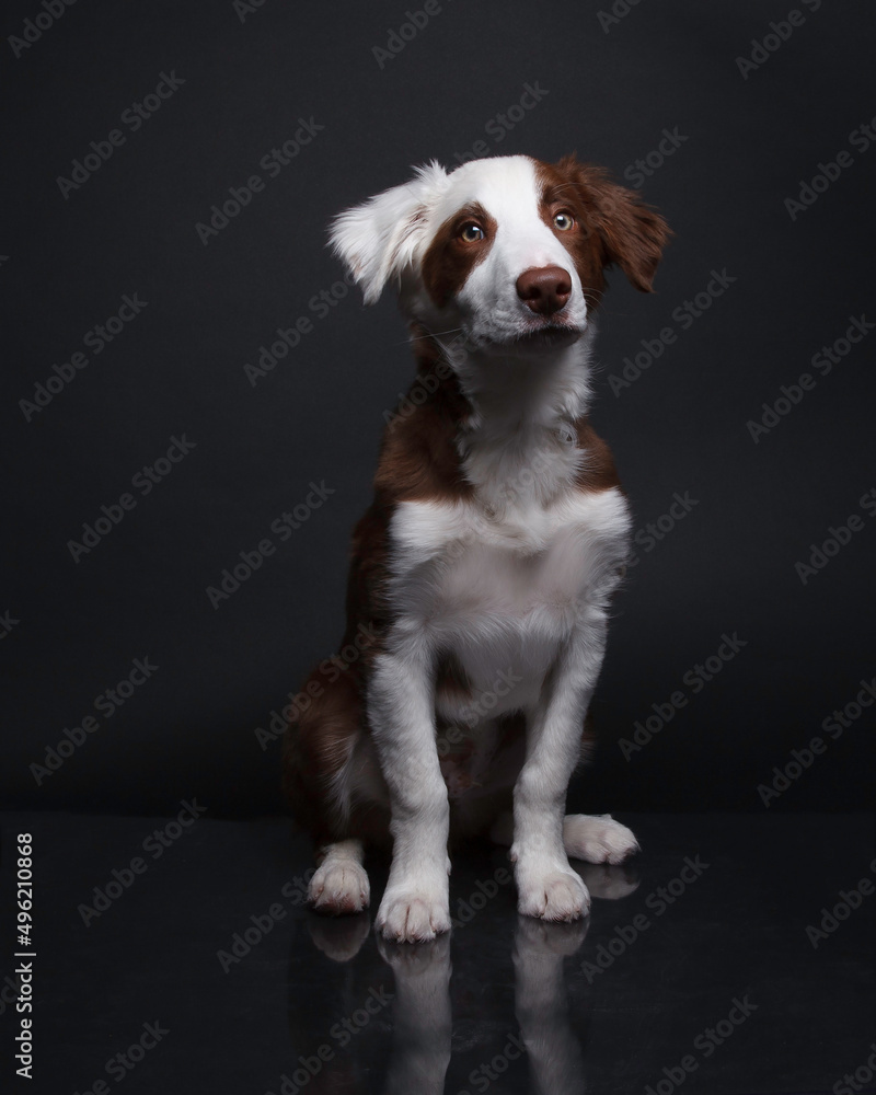 Professional portrait of brown and white dog on a black background in studio