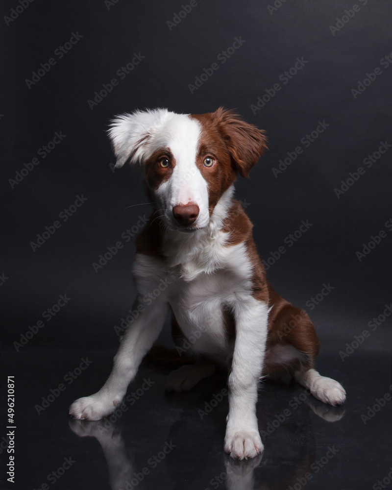 Crouched brown and white dog portrait in studio with black background