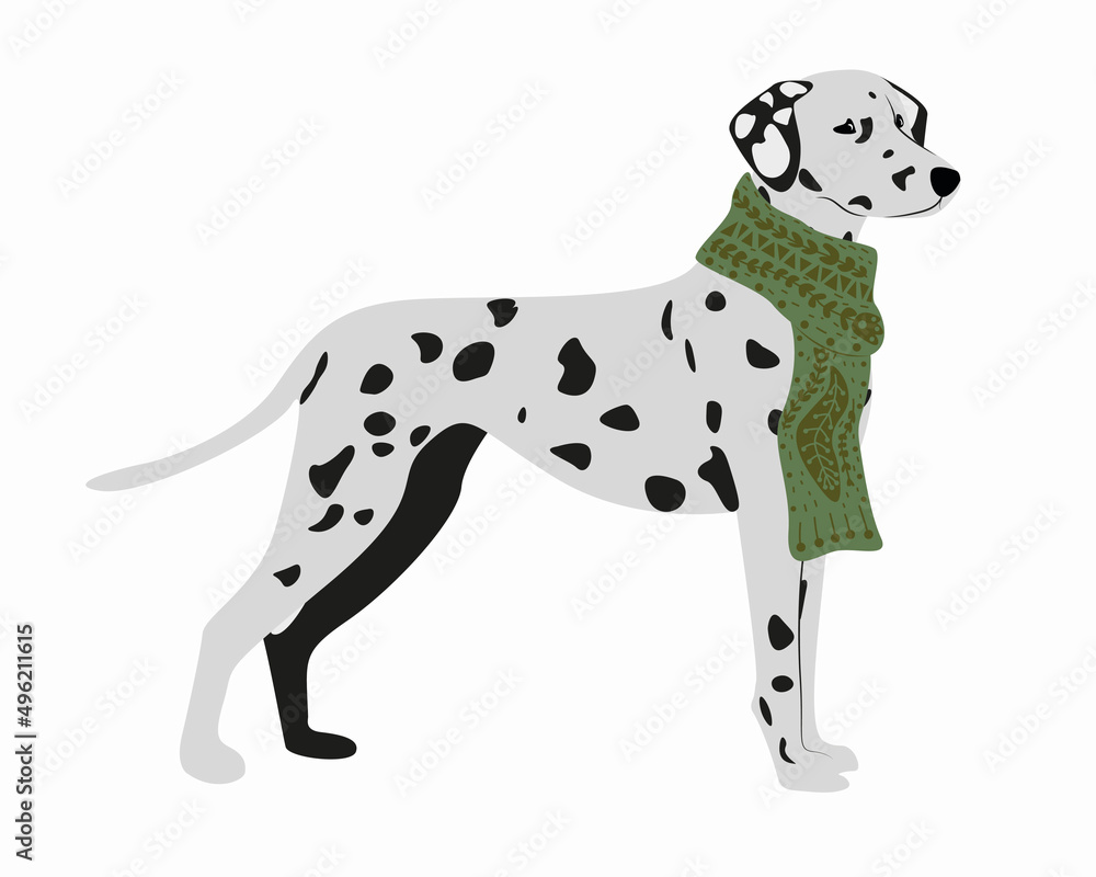 Dalmatian dog in a scarf with an ornament. Cozy vector isolated illustration with a big dog breed.