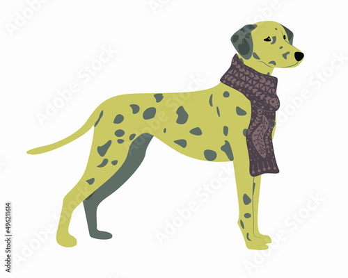 Dalmatian dog. Isolated vector illustration for stickers, notebooks, postcards, web design, etc. Dog in warm clothes with a pattern