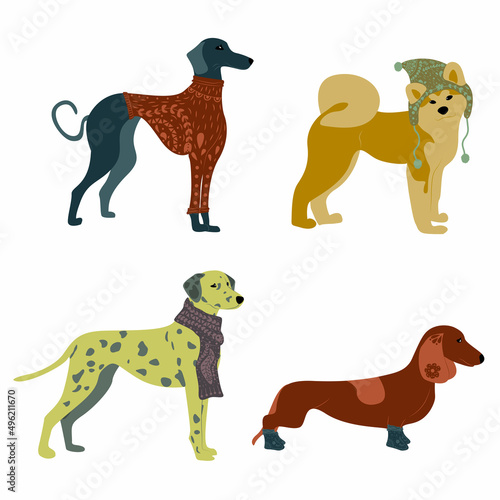 Vector isolated illustration with dogs in warm clothes. Dachshund  Dalmatian  Azawak and Akita Inu. 4 Dog breeds for stickers  diaries  notebooks  stationery  etc. Dog Silhouettes.