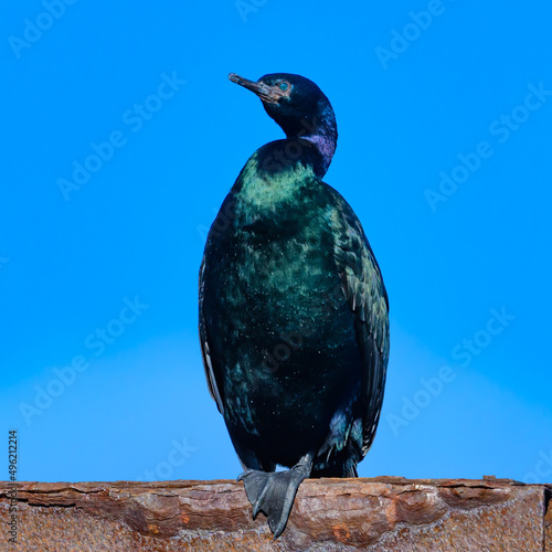 Pelegic Cormorant perched on a wall, British Columbia, Canada photo