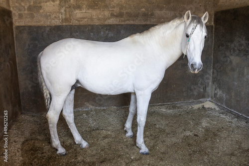 beautiful thoroughbred white horse.