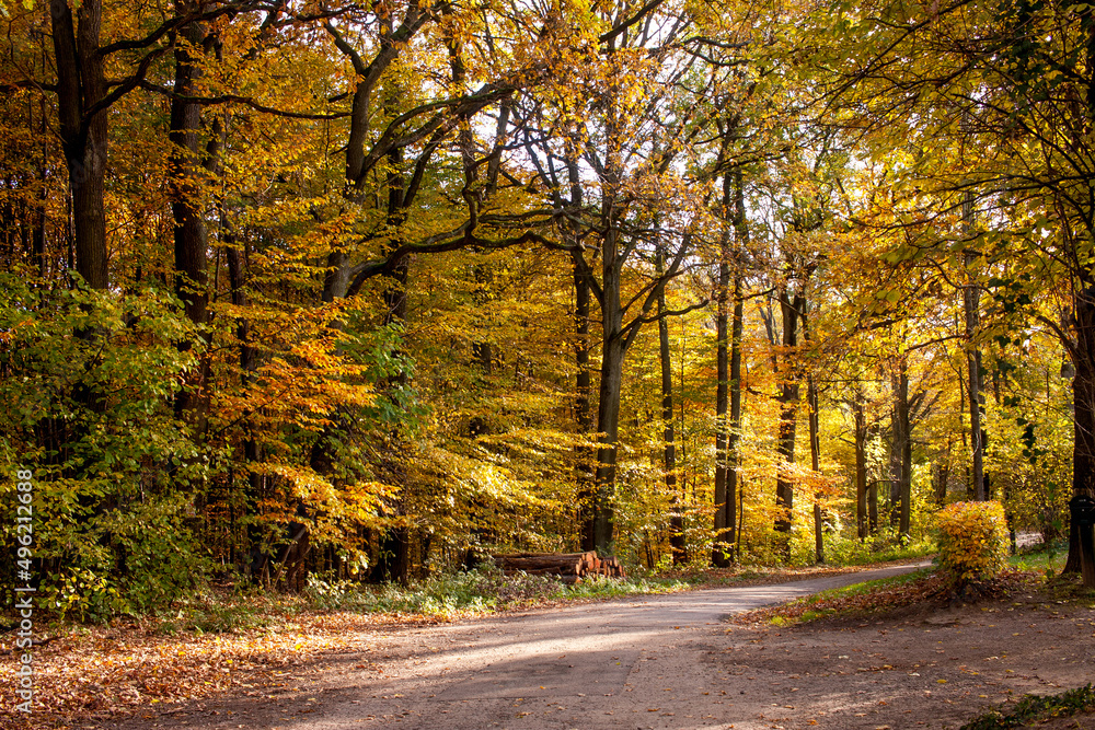 Naklejka premium autumn in the forest