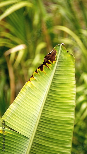 Banana leaf with brown edges in the Intag Valley, outside of Apuela, Ecuador © Angela