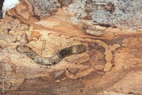 Larval tunnels and damage in aspen wood after grey tiger long-horned beetle, Xylotrechus rusticus © Henrik Larsson