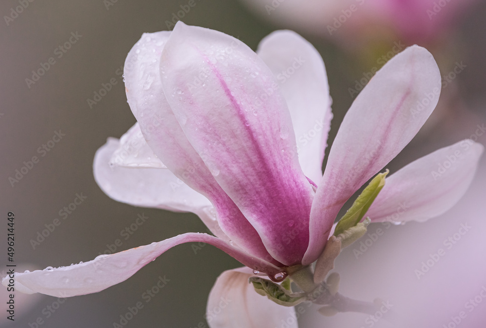 Fototapeta premium magnolia flower