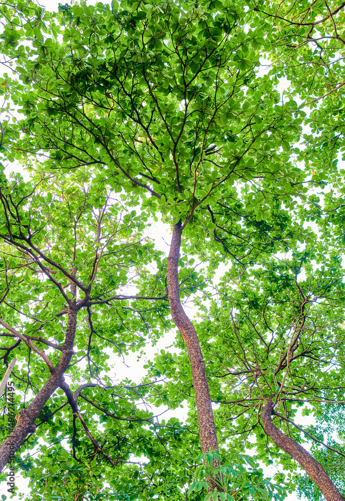 Fototapeta premium green tree in the forest