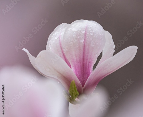 Fototapeta Naklejka Na Ścianę i Meble -  magnolia flower 
