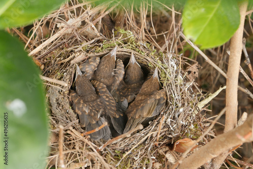 Small Blackbirds just leave the egg in the nest © FreeProd