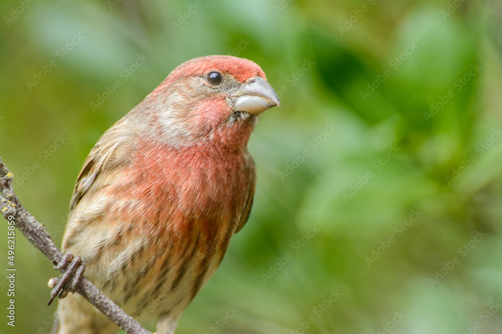 close up portrait of a common house finch on a branch close up portrait of a common house finch on a branch