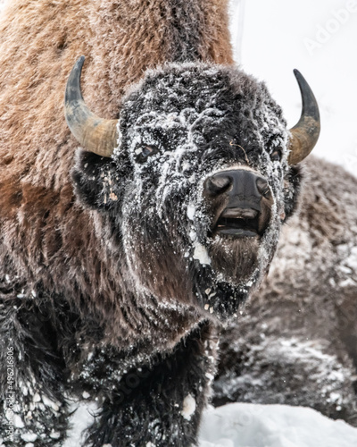 Close up of a wild bison, buffalo with mouth open in funny, comical face pose. 