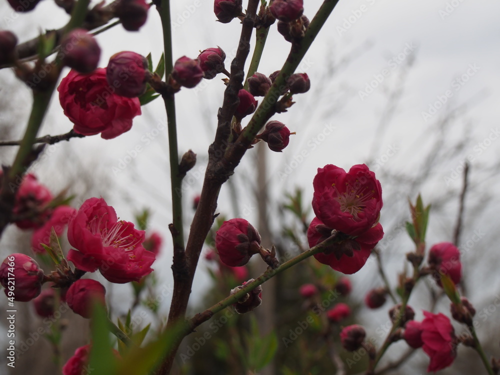 梅の花 梅の花