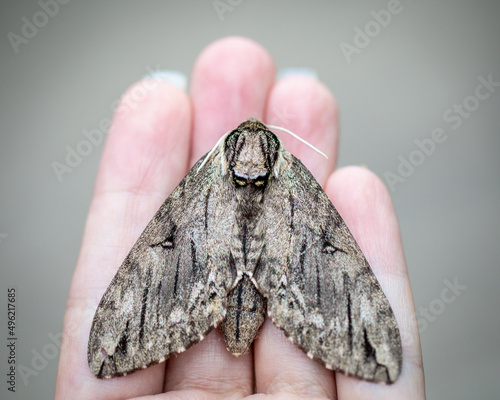 A large waved sphinx moth on a human hand.