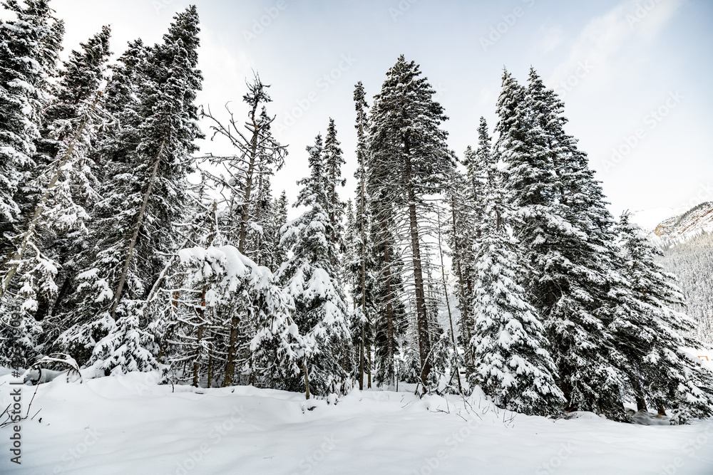 Forest of Canada during winter season with snow covered trees