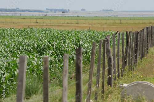 wheat or soybean field, agricultural plantation of the province of Buenos Aires