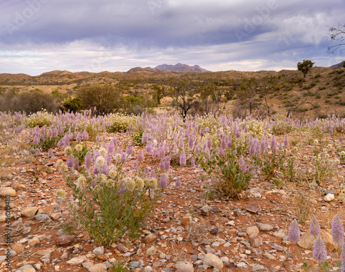 pink ulla mulla flowers with mt sonder in the distance at tjoritja - west macdonnell national park of the northern territory